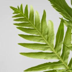 Helecho Blechnum gibbum Helecho 'Silver Lady'