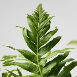 Helecho Blechnum gibbum Helecho 'Silver Lady'