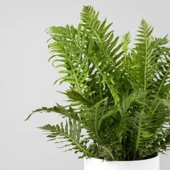 Helecho Blechnum gibbum Helecho 'Silver Lady'