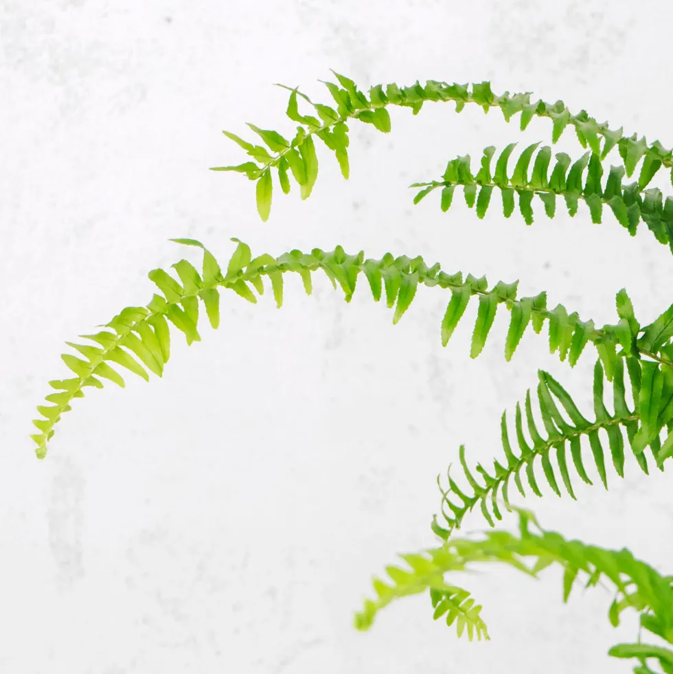 Helecho Nephrolepis cordifolia 'Duffii'