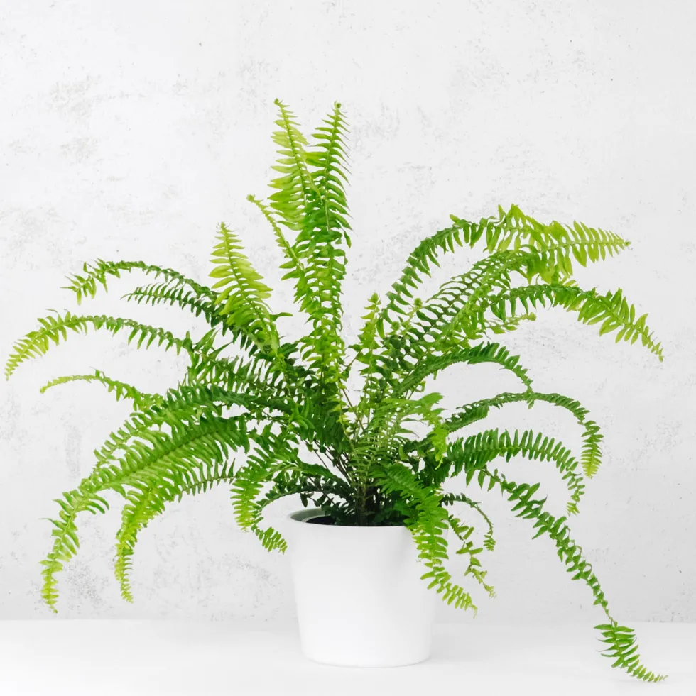 Helecho Nephrolepis cordifolia 'Duffii'