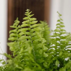 Helecho Nephrolepis exaltata 'Boston'