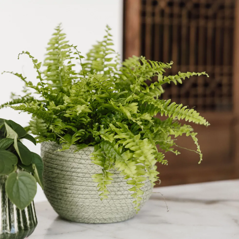 Helecho Nephrolepis exaltata 'Boston'