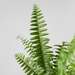 Helecho Nephrolepis exaltata 'Boston'