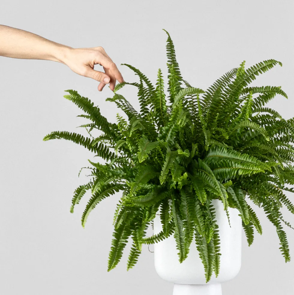 Helecho Nephrolepis exaltata 'Montana'