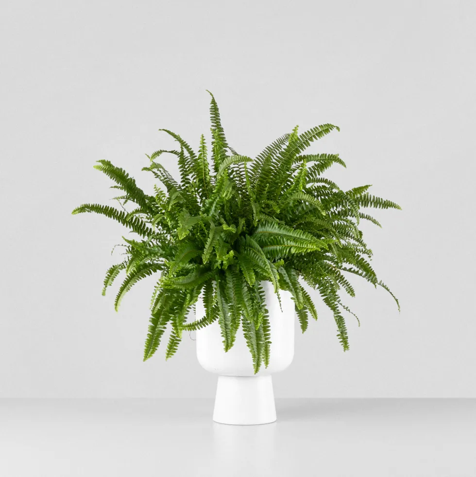 Helecho Nephrolepis exaltata 'Montana'