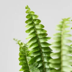 Helecho Nephrolepis exaltata 'Montana'