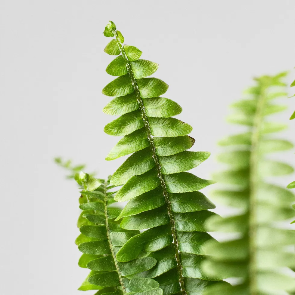 Helecho Nephrolepis exaltata 'Montana'