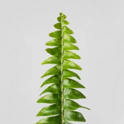 Helecho Nephrolepis exaltata 'Montana'