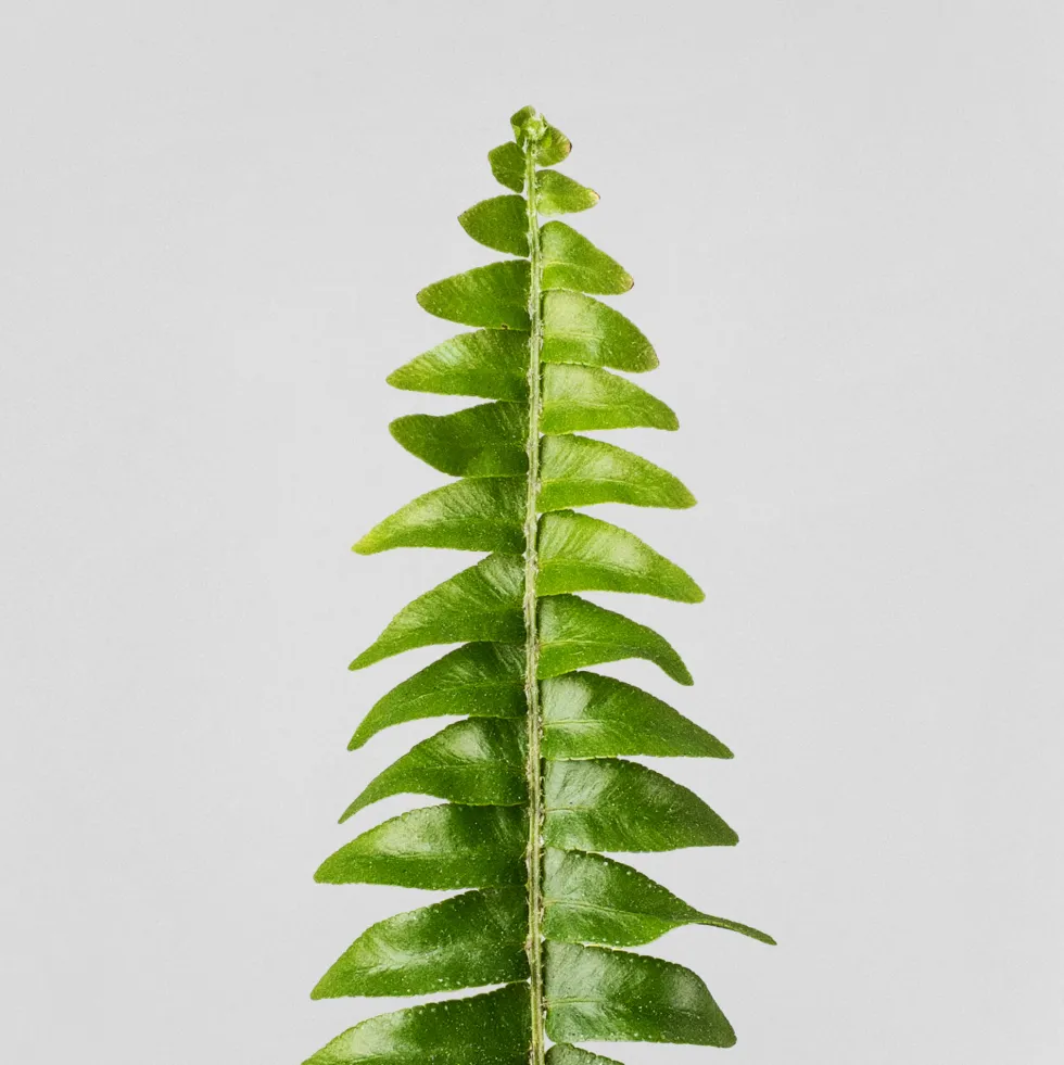 Helecho Nephrolepis exaltata 'Montana'