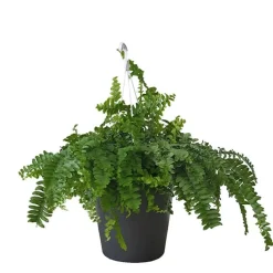 Helecho Nephrolepis exaltata 'Pom Pom'