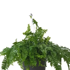 Helecho Nephrolepis exaltata 'Pom Pom'