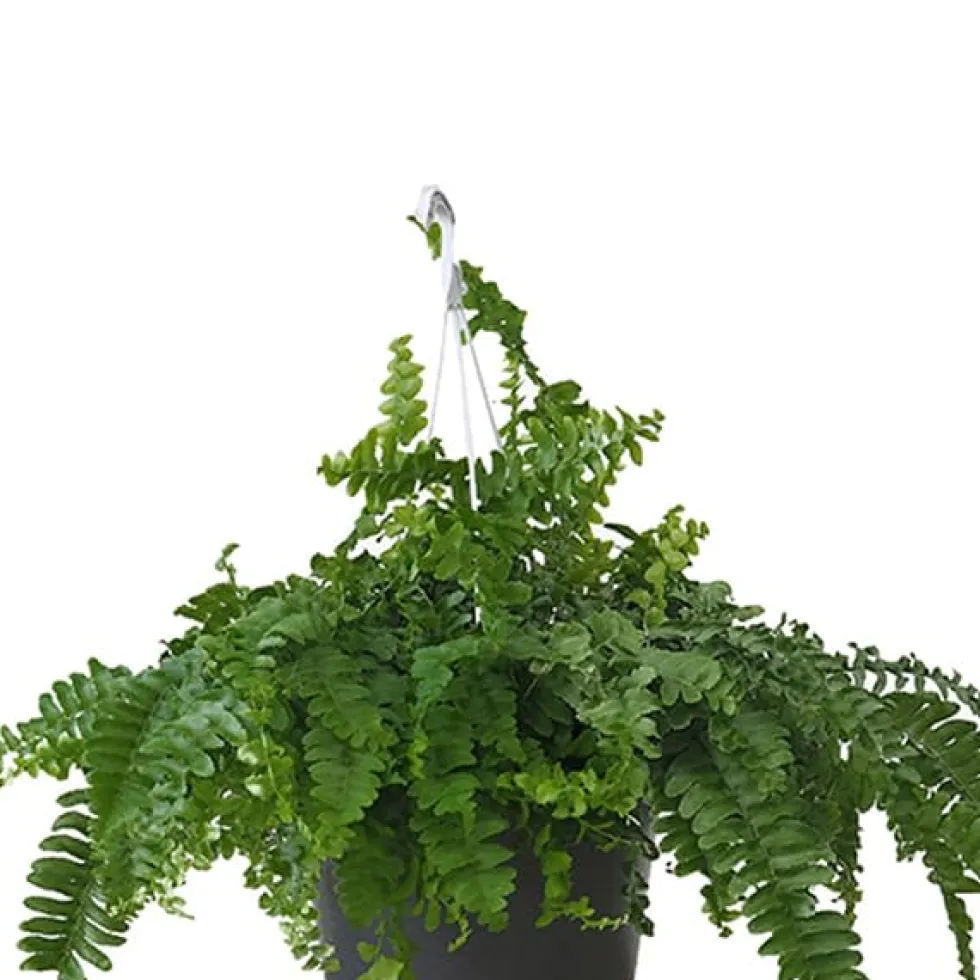Helecho Nephrolepis exaltata 'Pom Pom'