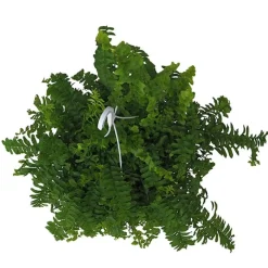 Helecho Nephrolepis exaltata 'Pom Pom'