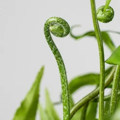 Helecho Nephrolepis 'Macho'
