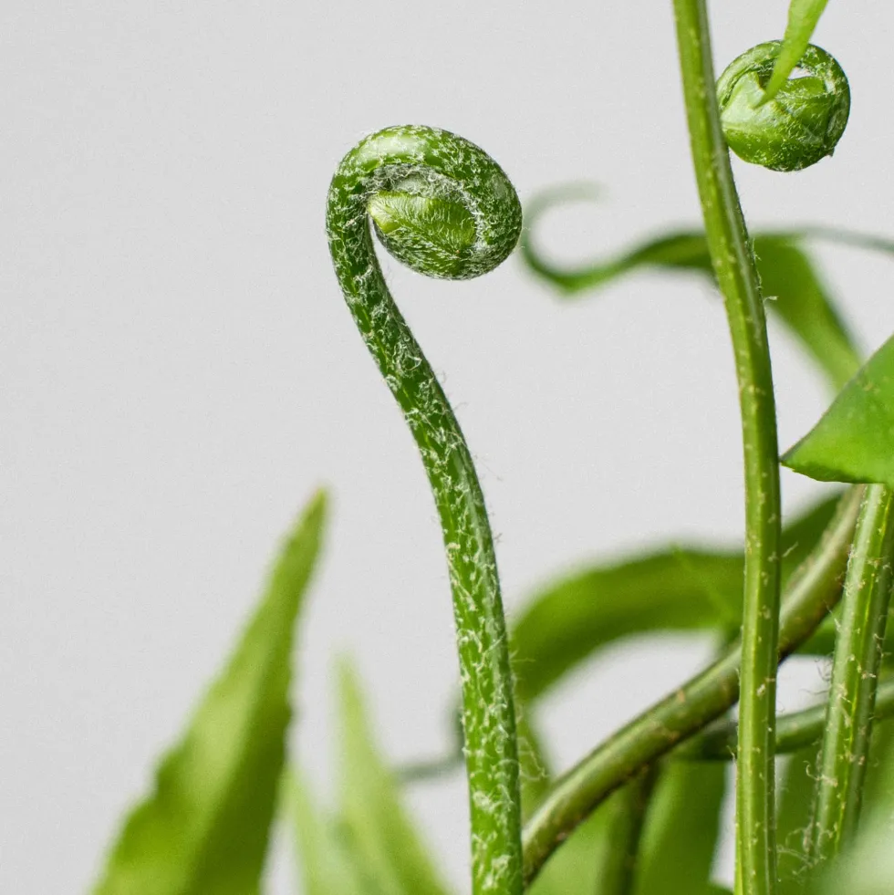 Helecho Nephrolepis 'Macho'