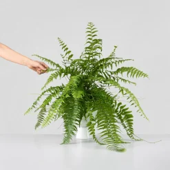 Helecho Nephrolepis 'Macho'