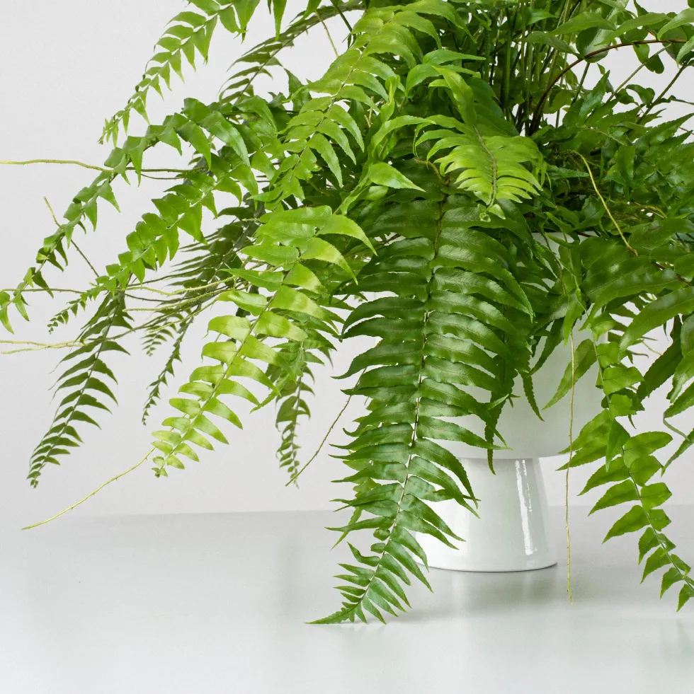 Helecho Nephrolepis 'Macho'