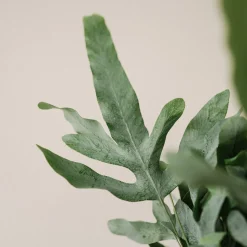 Helecho Phlebodium aureum 'Blue Star'