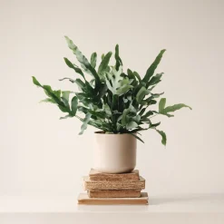 Helecho Phlebodium aureum 'Blue Star'