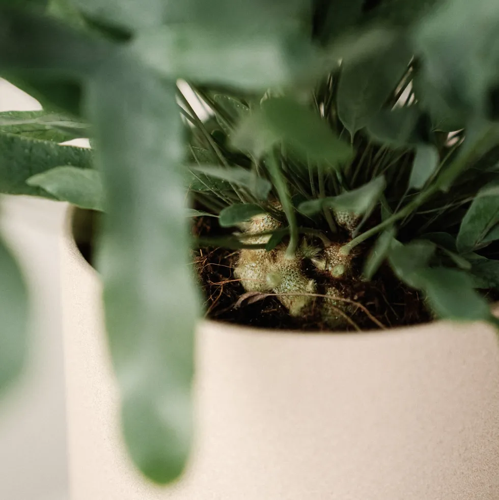 Helecho Phlebodium aureum 'Blue Star'