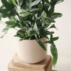 Helecho Phlebodium aureum 'Blue Star'
