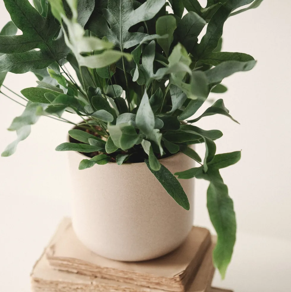 Helecho Phlebodium aureum 'Blue Star'