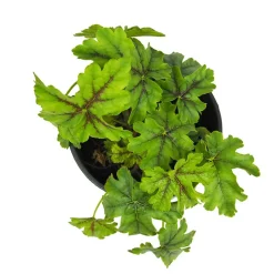 Heuchera mix colores