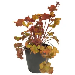 Heuchera mix colores