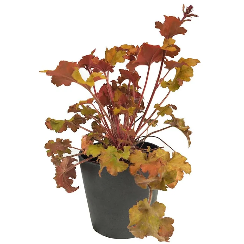 Heuchera mix colores