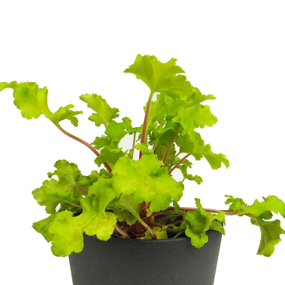 Heuchera mix colores