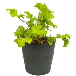Heuchera mix colores