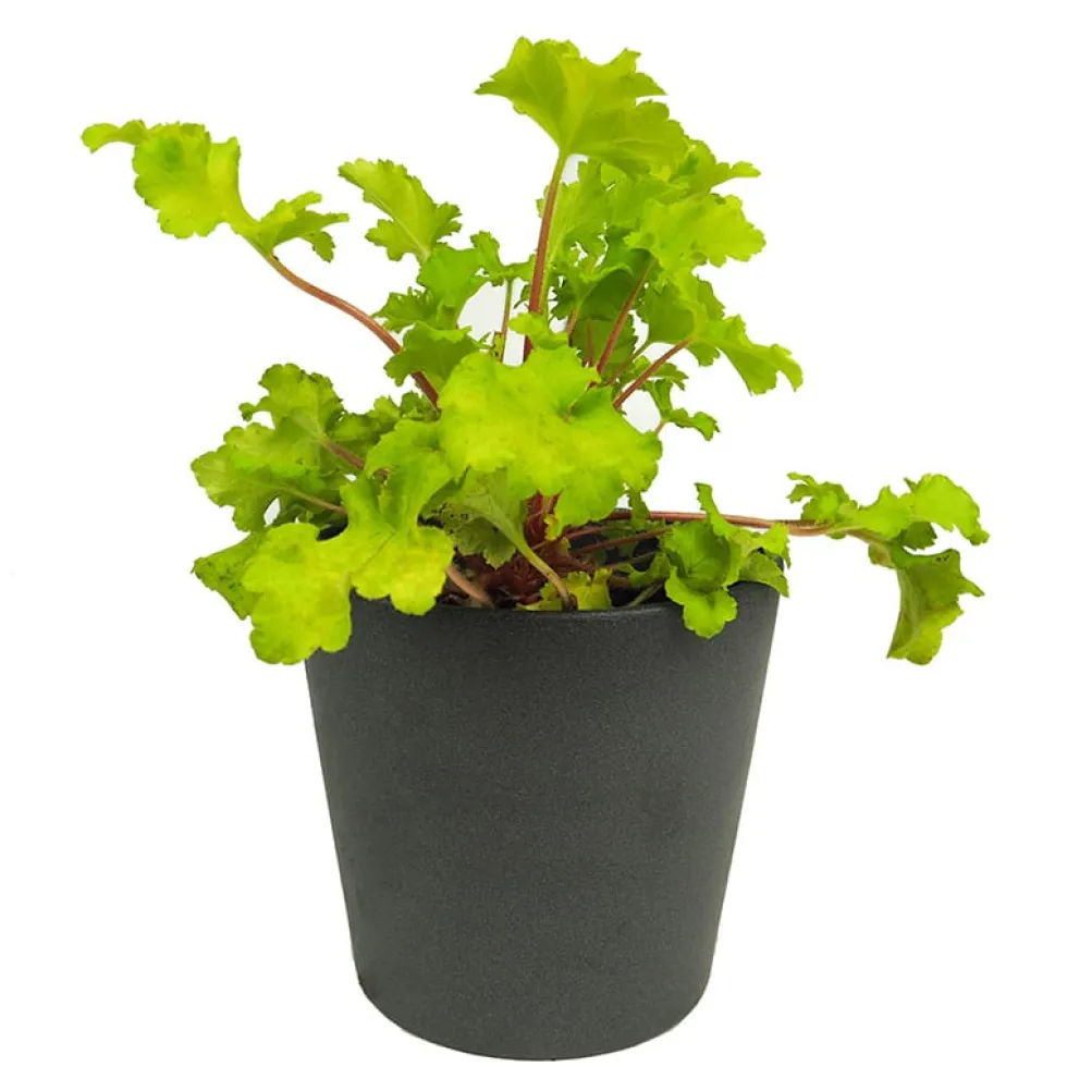 Heuchera mix colores