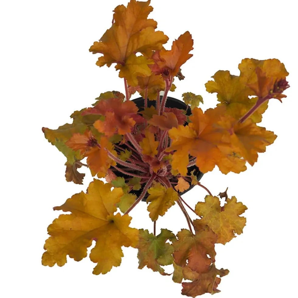 Heuchera mix colores
