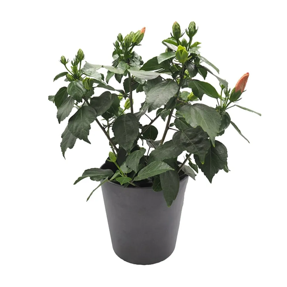 Hibiscus
