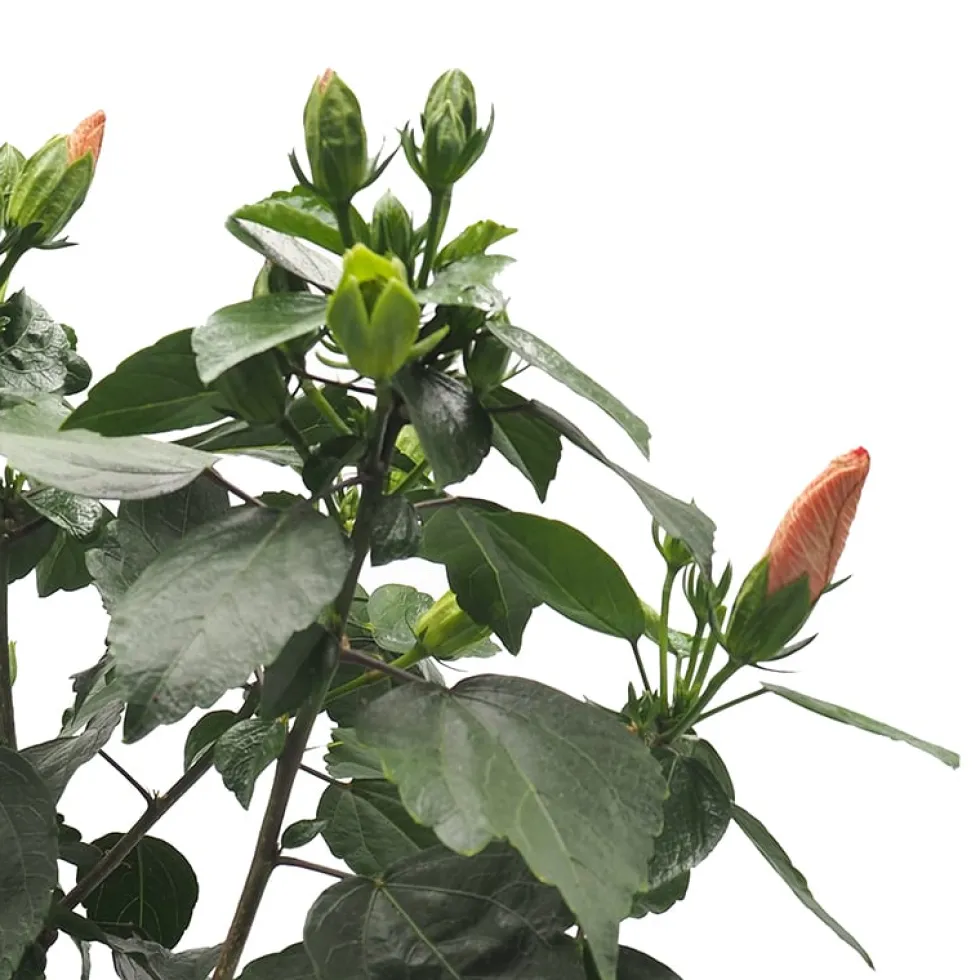Hibiscus