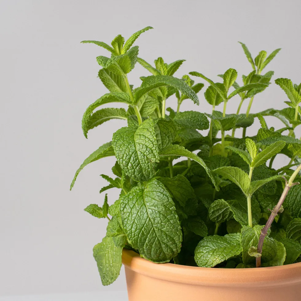 Hierbabuena (mentha spicata) - Planta aromática