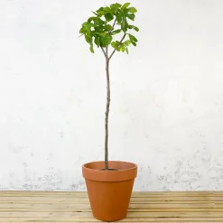 Higuera 'Coll de Dama Blanco' (árbol frutal)