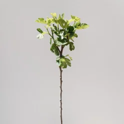 Higuera 'Coll de Dama Negra' (árbol frutal)