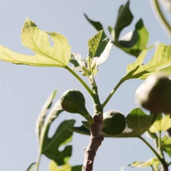 Higuera 'Coll de Dama Negra' (árbol frutal)