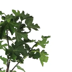 Higuera común (Ficus carica)