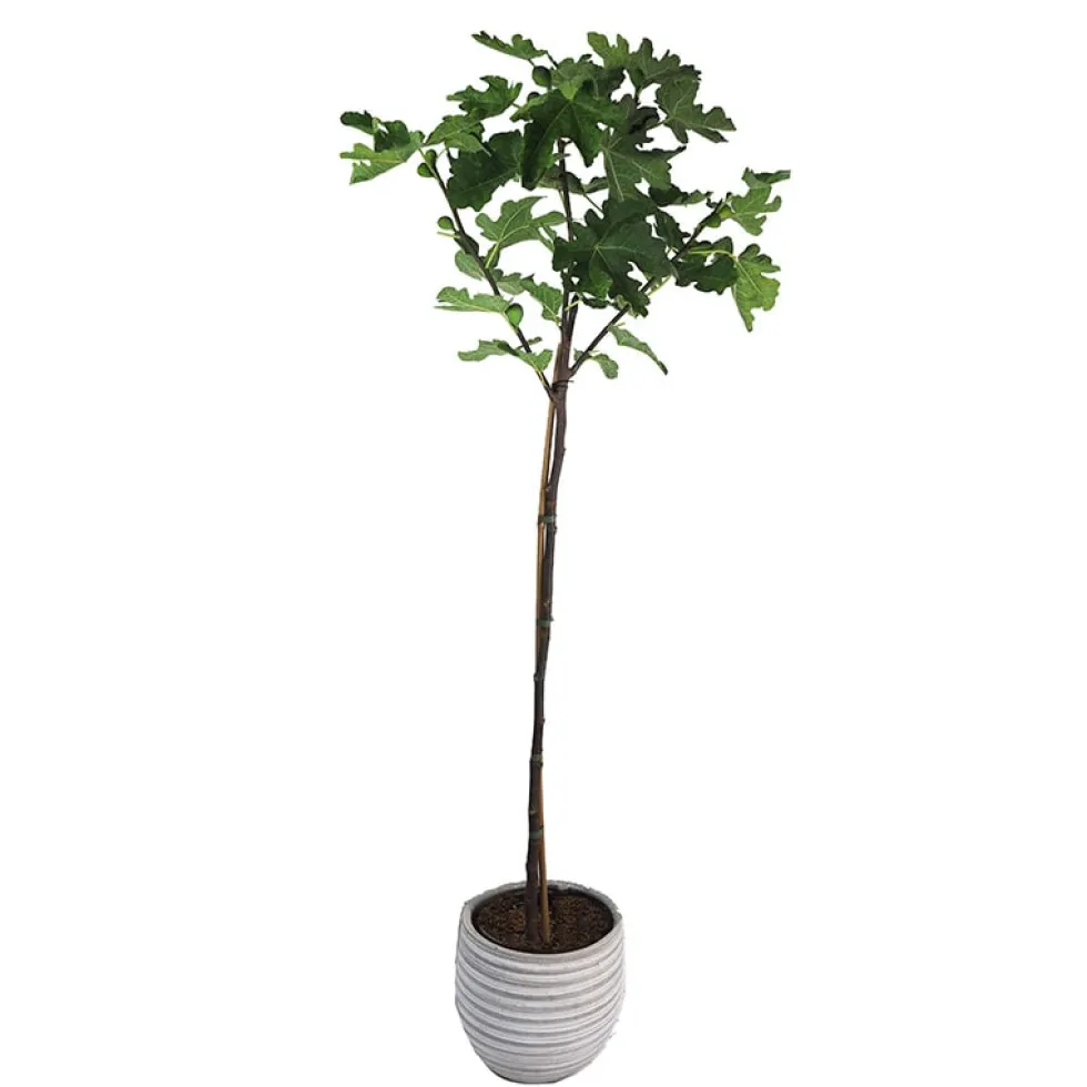 Higuera común (Ficus carica)