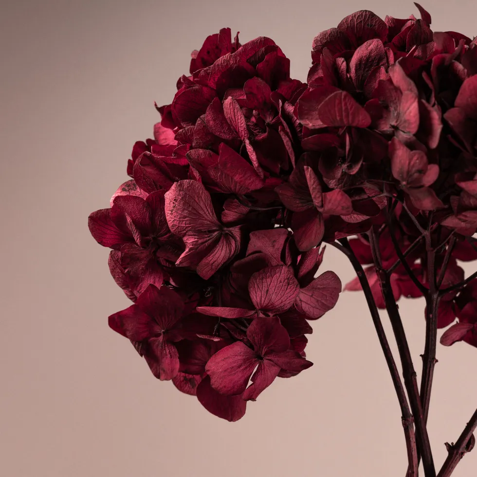 Hortensia Preservada Bizancio