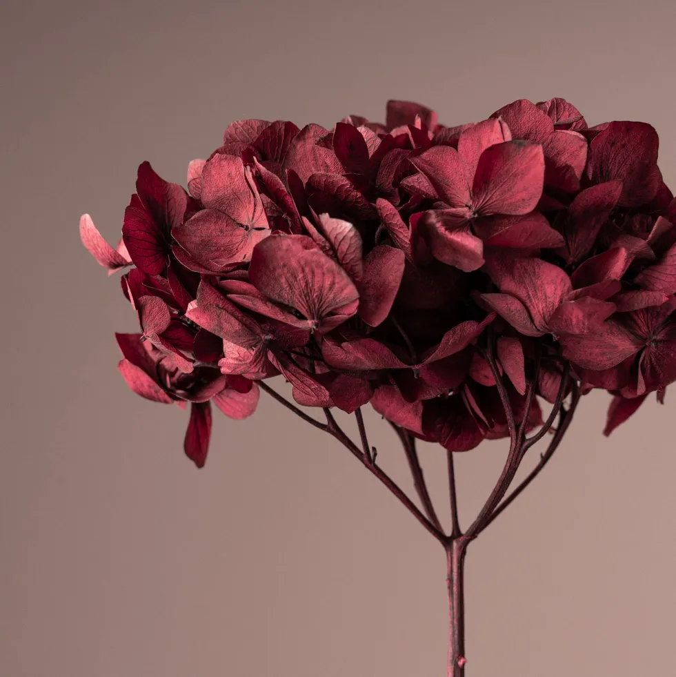 Hortensia Preservada Bizancio