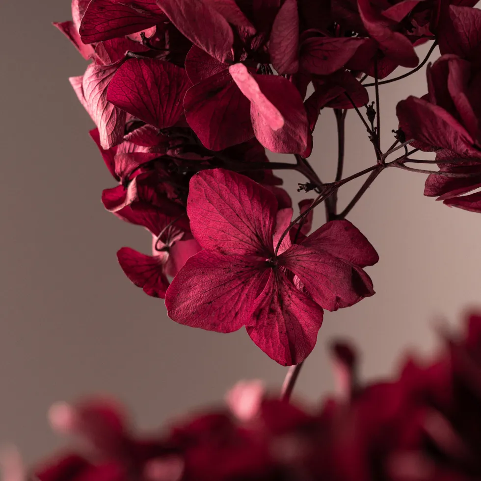 Hortensia Preservada Bizancio