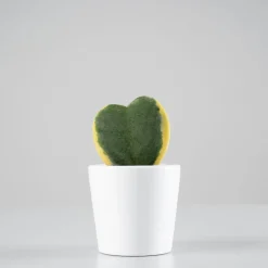 Hoya kerrii (planta del corazón)