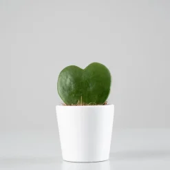 Hoya kerrii (planta del corazón)