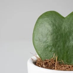 Hoya kerrii (planta del corazón)