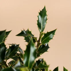 Ilex aquifolium 'Alaska' (Acebo)