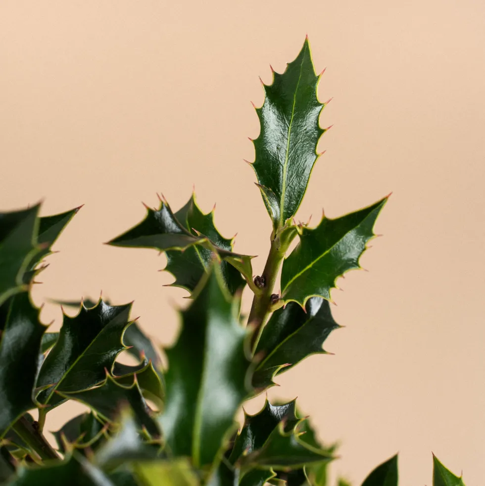 Ilex aquifolium 'Alaska' (Acebo)